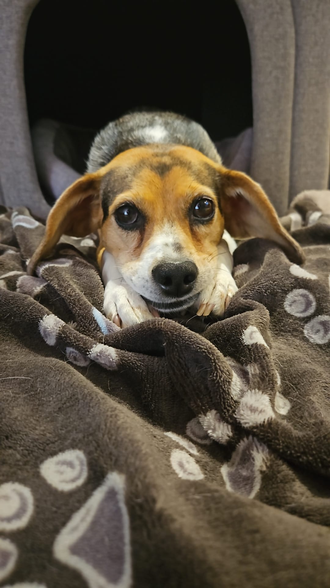 Bumba - Praxishund